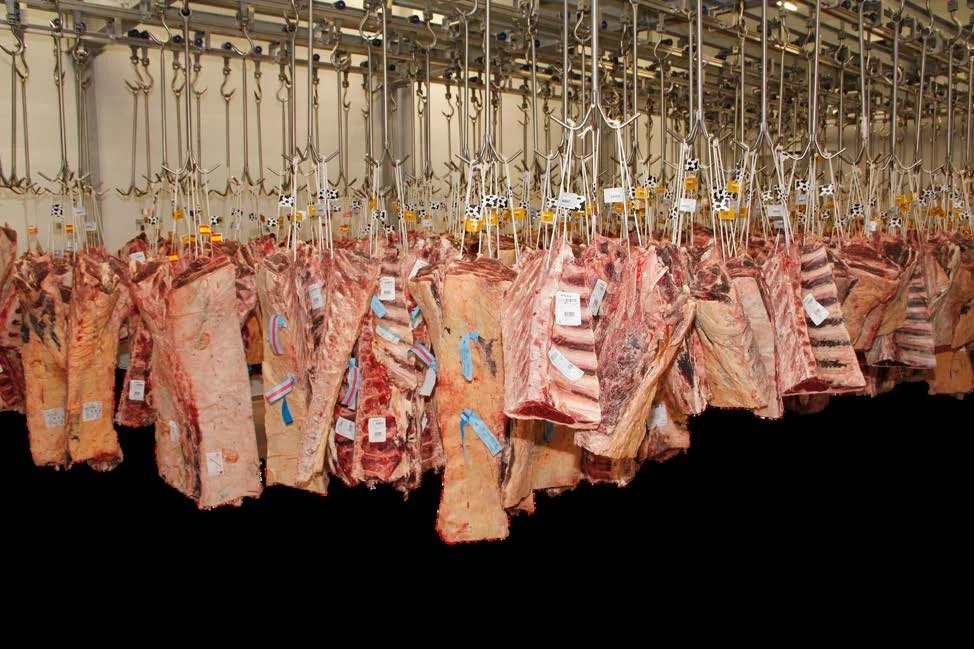 Cámara profesional de maduración de carne de vacuno